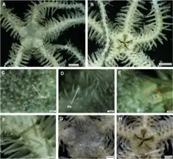 Ophiopristis shenhaiyongshii.