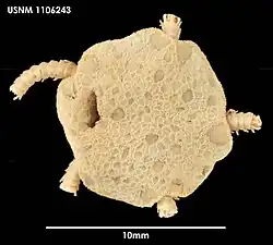 Ophiopyren regularis