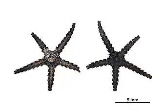 Ophiopyrgus biocalae (variante sombre, MNHN)
