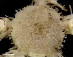 Ophiosabine aristata.