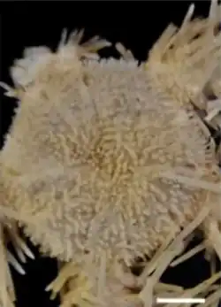 Ophiosabine cuspidata.