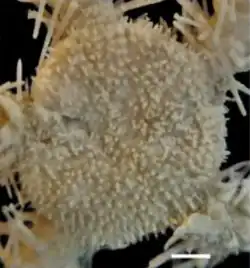 Ophiosabine parcita.