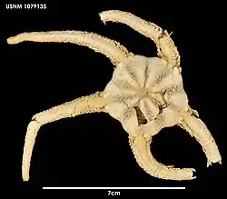 Ophiosparte gigas (USNM).