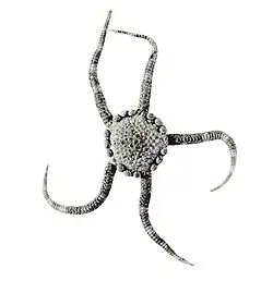 Ophioteichus multispinum