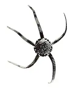 Ophioteichus parvispinum.