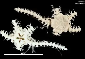 Ophiothamnus affinis