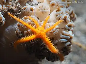 Certaines espèces comme Ophiothela mirabilis sont capables de se diviser en deux (scissiparité), d'où les 6 bras et la forme souvent asymétrique.