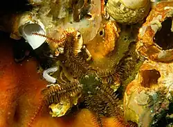 Ophiure fragile (Ophiothrix fragilis)