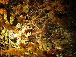 Une ophiure de Savigny (Ophiothrix purpurea)