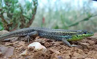 Description de cette image, également commentée ci-après