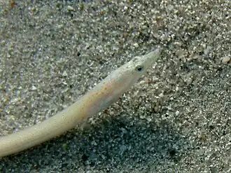 Ophisurus serpens (juvénile)