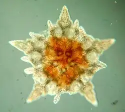 Larve d’Ophiura albida en dernier stade planctonique.