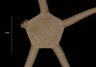 Ophiuroglypha ambigua (USNM).