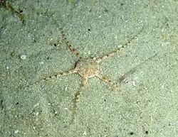 Ophiura kinbergi.