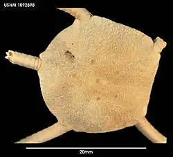 Ophiura lienosa (USNM)