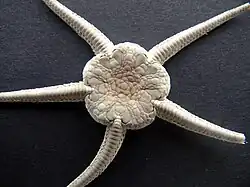 Gros plan sur le disque central.