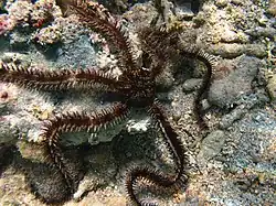 Une Ophiocomidae non identifiée.