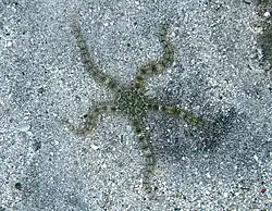 Une Ophiocomidae non identifiée.