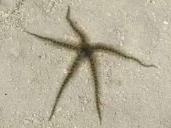 Ophiothrix sp. 2