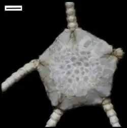 Ophiuroglypha fendouzhe.