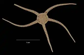 Ophiurolepis olstadi (USNM)