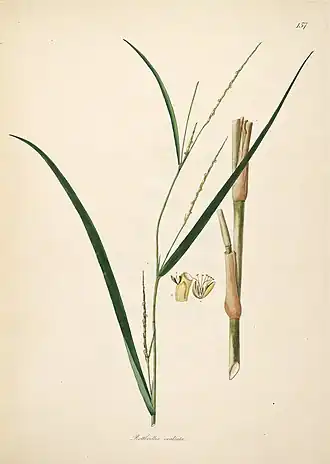 Description de l'image Ophiuros exaltatus Roxburgh 1798 2-157.jpg.