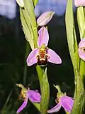 Ophrys Abeille (Ophrys Apifera) l'une des espèces les plus emblématiques et des plus connues de la famille des Ophrys.