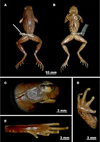 Description de l'image Ophryophryne gerti (10.3897-zookeys.672.10624) Figure 7.jpg.