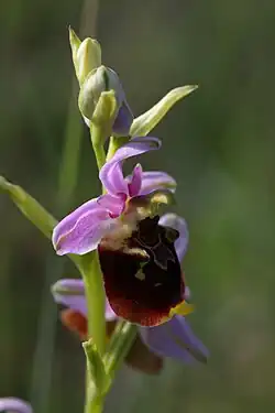 l'Ophrys frelon, une orchidée des pelouses sèches