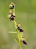 Ophrys insectifera.