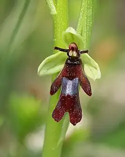 Espèce type: Ophrys insectifera.