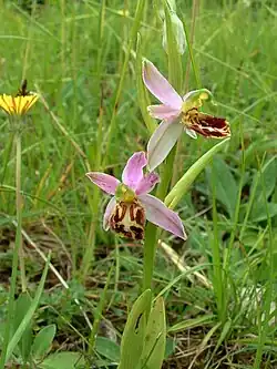 Ophrys apifera subsp.  jurana.