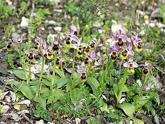 Description de cette image, également commentée ci-après