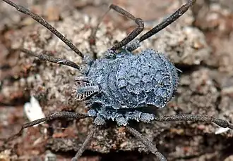 Description de l'image Opiliones, Dyspnoi, F. Nemastomatidae, Ortholasma colossus (3406434716).jpg.