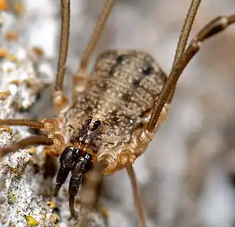 Description de l'image Opiliones, Eupnoi, F. Sclerosomatidae, Togwoteeus biceps, male (3625823530).jpg.