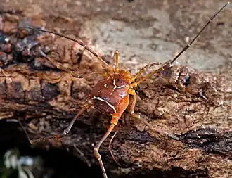 Description de l'image Opiliones, Laniatores, F. Cosmetidae, Vonones sayi (3681295607).jpg.