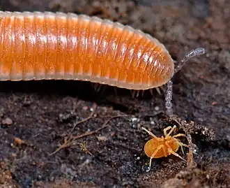 Description de l'image Opiliones, Laniatores, F. Phalangodidae, Calicina (& Octoglena millipede) (3405606685).jpg.