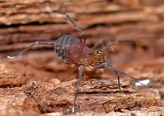 Description de l'image Opiliones, Laniatores, F. Phalangodidae, Crosbyella sp. (3679661385).jpg.