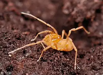 Description de l'image Opiliones, Laniatores, F. Triaenonychidae, Fumontana deprehendor (2278102661).jpg.