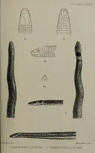 Description de l'image Opisthotropis latouchii Plagiopholis styani.jpg.