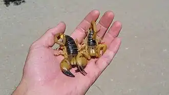 Description de l'image Opistophthalmus longicauda00.jpg.