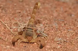 Description de l'image Opistophthalmus lornae 219555976.jpg.