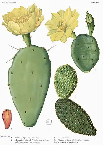 Description de l'image Opuntia12 filtered.jpg.