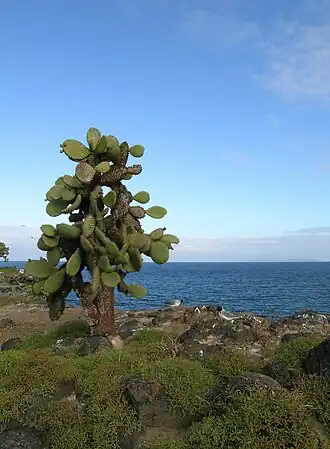 Opuntia echios var. barringtonensis, île Santa Fé.