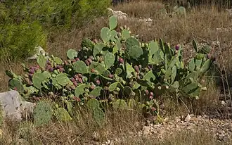 Opuntia stricta à Sète