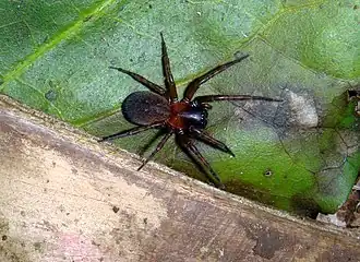 Description de l'image Oramia chathamensis 2229682.jpg.