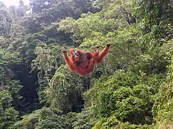 Orang-outan de Sumatra.