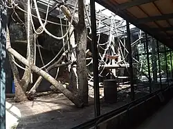 Vue rapprochée de la loge extérieure des orangs-outans.