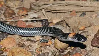 Description de l'image Orange-naped Snake (Furina ornata) (8691222069).jpg.
