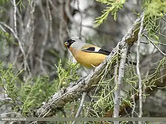 Description de cette image, également commentée ci-après